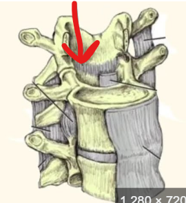 <p><span>yellow, elastic ligament that connects the laminae of adjacent vertebrae in the spinal column</span></p>