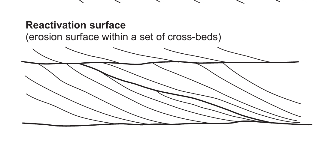 <p>Reactivation surfaces are formed due to reversal of current direction</p><p>-Unidirection cross beds develop an erosional surface once the current is reversed.</p><p>-Again , if the current assumes its former direction, the cross beds continue to be deposited as if nothing happened.</p><p>-Here, the surface of erosion formed due to a momentary change in current direction is called a reactivation surface.</p>