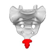 <p>name this bone or bone marking</p>