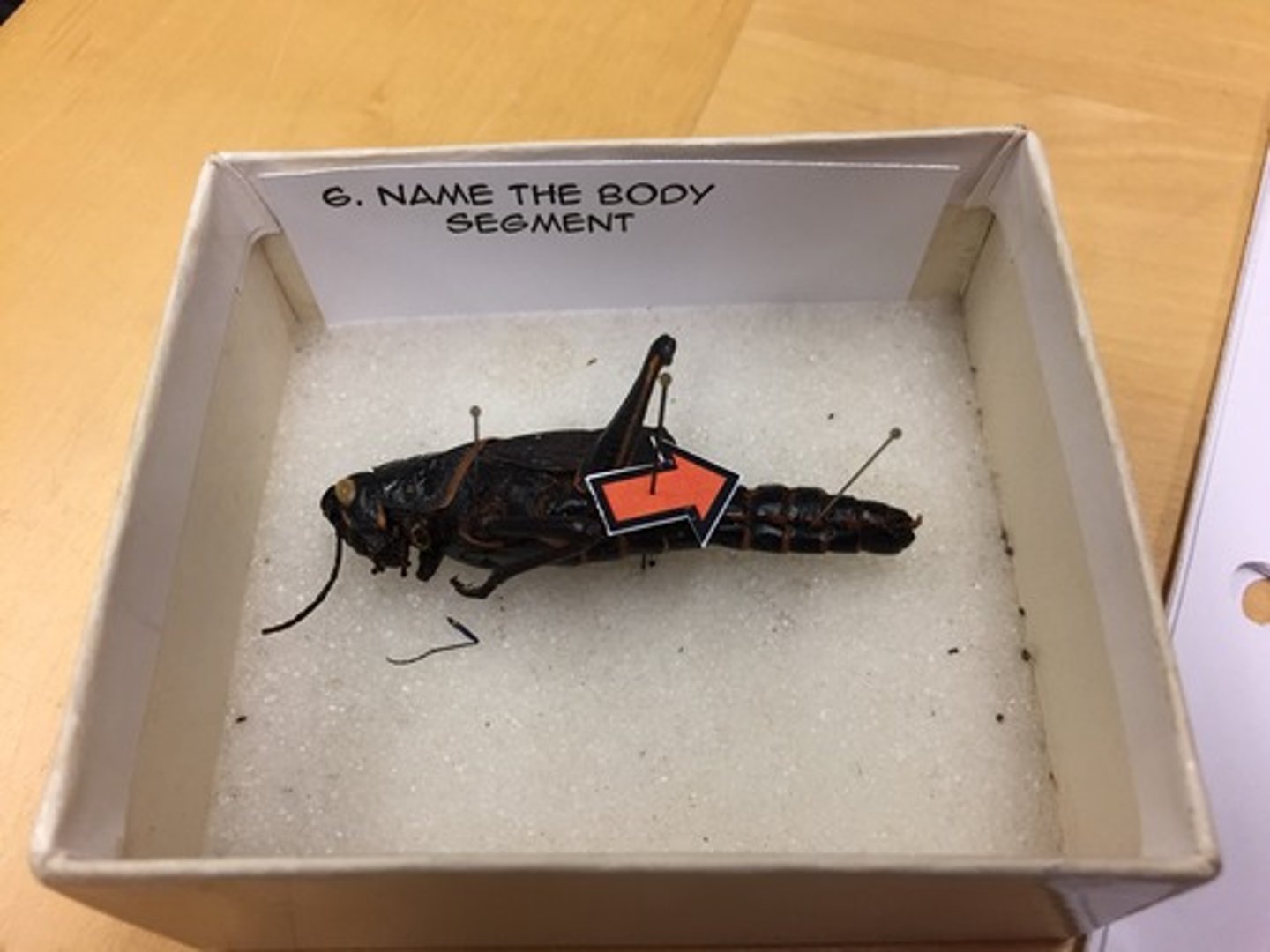 knowt flashcard image