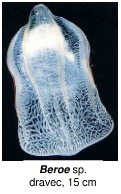 <p>Beroe sp. dravec, 15 cm</p>