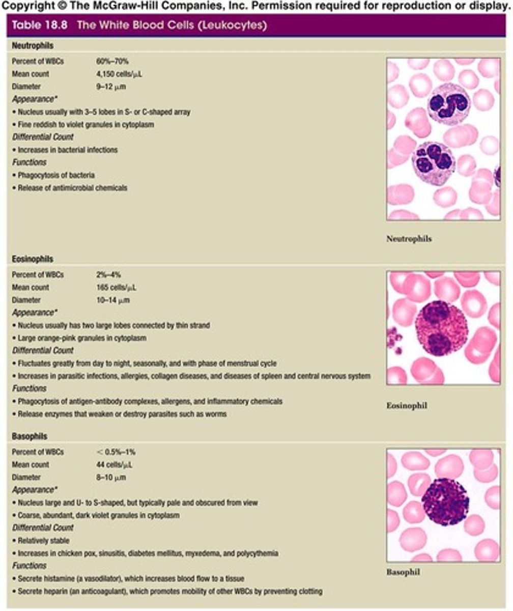 <p>Most abundant WBC, responds to bacterial infections.</p>