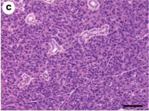 <p>ID the structure. BE SPECIFIC</p>