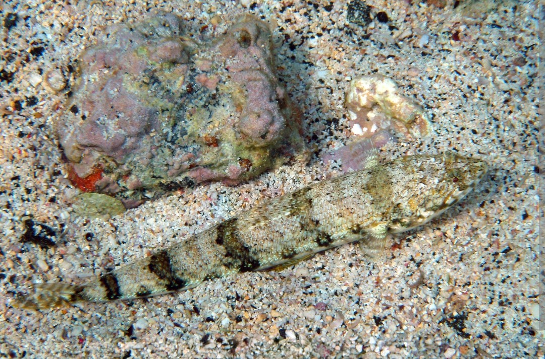 <p>Synodontidae family</p><p class="has-focus">carnivorous and voracious predators, and have a diet consisting mainly of small fish and invertebrates.</p><p class="has-focus">have a pointed, reptile-like head, slender bodies, and a mouth full of sharp teeth. They are typically mottled brown, tan, or green to blend in with their sandy or rocky surroundings</p>