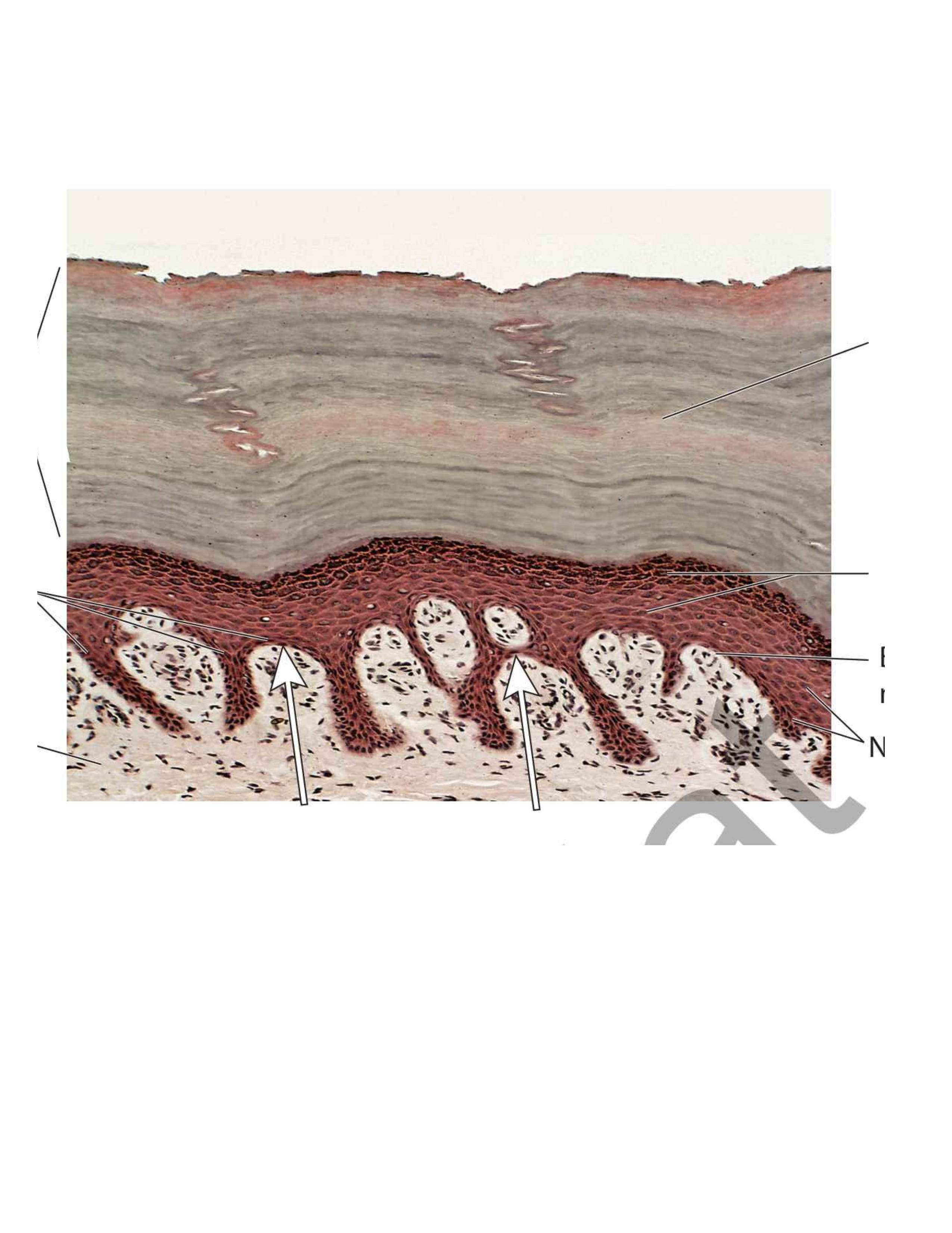 term image