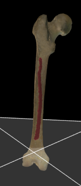 <p>De scherpe rand op de dorsale zijde van het femur.</p>