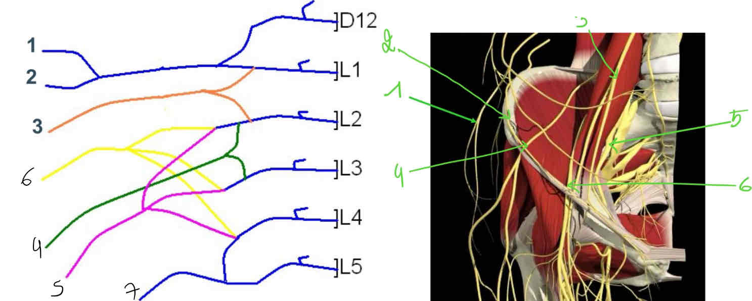 <p>Plexus lumablis : verloop</p>