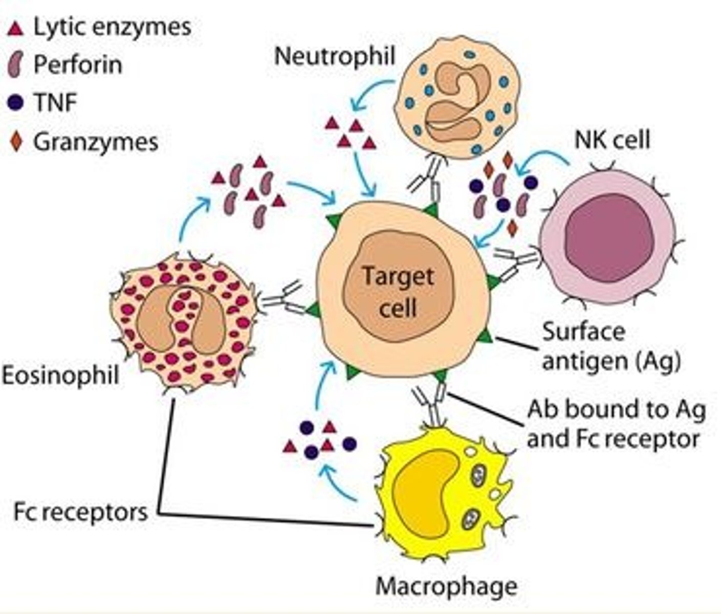 <p>Immunity that involves b cells and t cells recognizing specific antigens (slower response)</p>