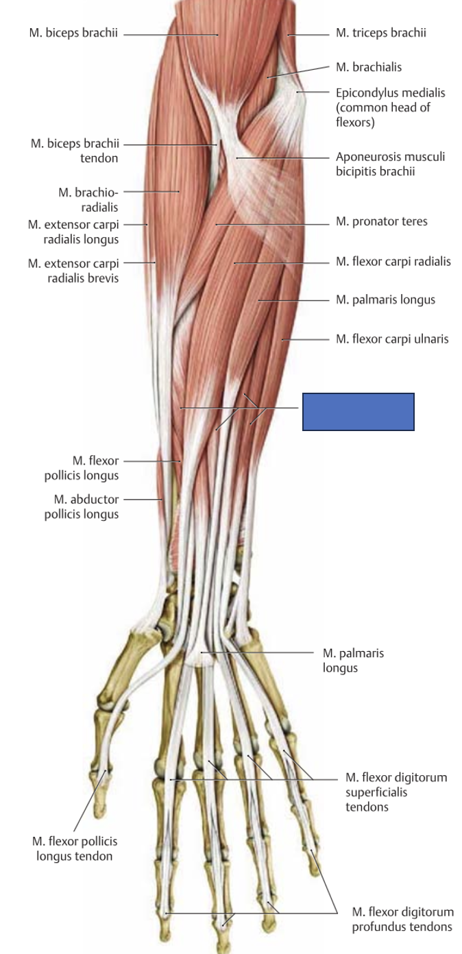 <p>m. flexor difitorum superficialis → paintub sõrmede keskmisi lülisid, aitab painutada küünarvart ja rannet</p>