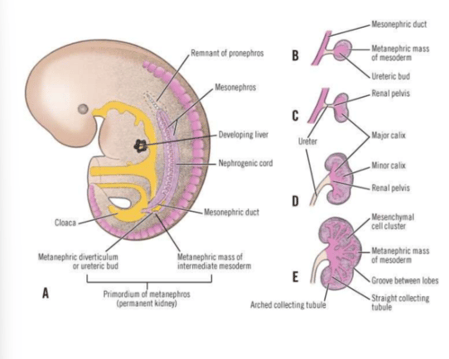 <p>ureter</p><p>renal pelvis</p><p>major calyces</p><p>minor calyces</p><p>collecting tubules</p>