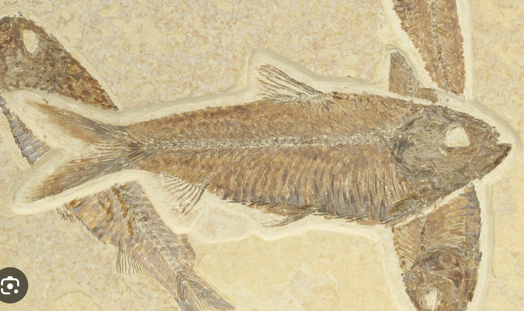 <p>Genus</p>
