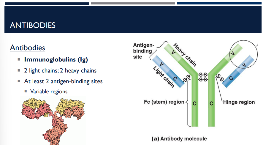 <p>Describe the structure of Immunoglobulins (Ig), also known as antibodies.</p>