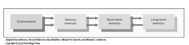 <ul><li><p><span>Defined structural components of memory and how they interact with each other</span></p></li><li><p><span>cognitive control processes</span></p><ul><li><p><span>Brief time which info extends beyond sensory memory-buffer</span></p></li><li><p><span>Info can then be kept indefinitely through maintenance rehearsal</span></p><ul><li><p><span>Through elaborate rehearsal you can transfer the knowledge into long term memory at which point you can retrieve it back into short term memory at different times</span></p></li></ul></li></ul></li></ul><p></p>