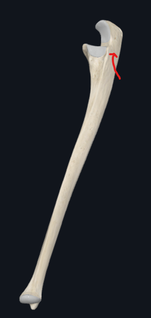 <p>What is this part of the ulna called</p>