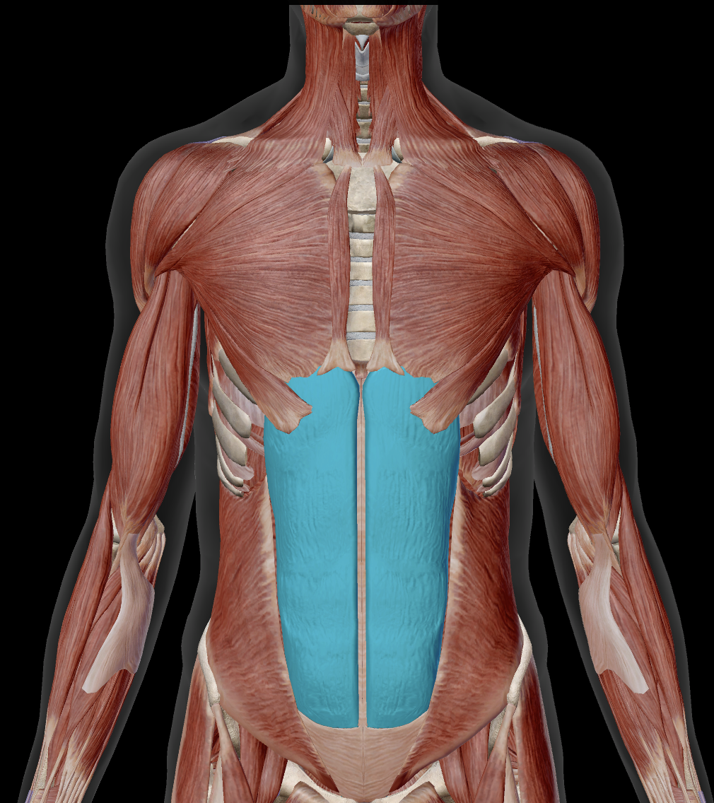 <p>Where does rectus abdominis insert?</p>