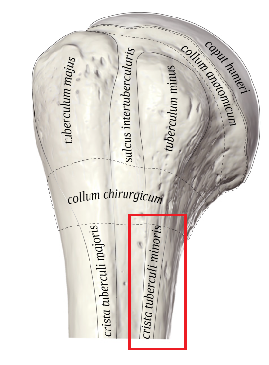 <p>Crista tuberculi minoris humeri</p>