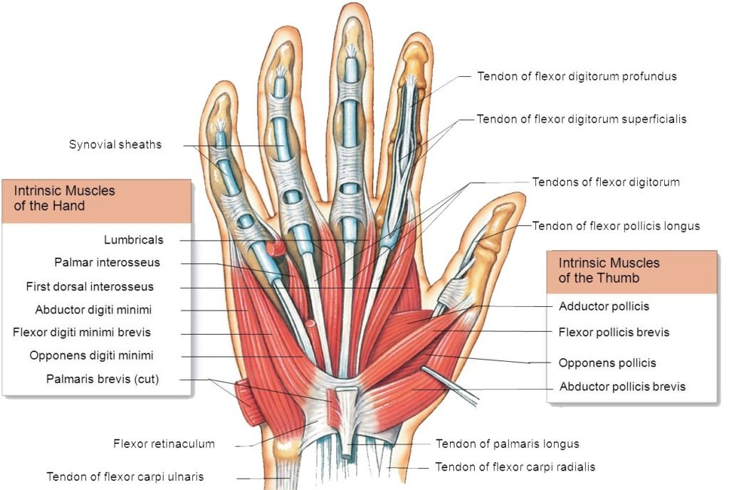 <p>What muscles are on the anterior thumb side of the hand?</p>