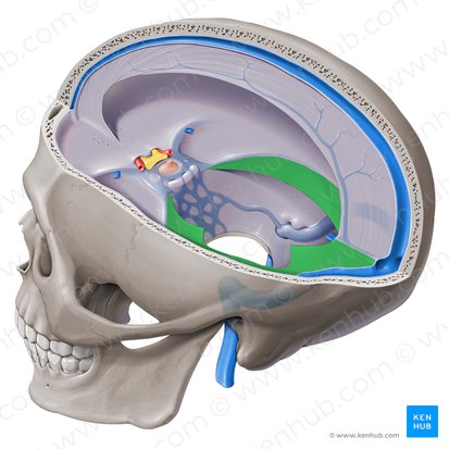 <p>A strong, horizontal sheet of tissue that separates the cerebellum from the occipital lobe</p>