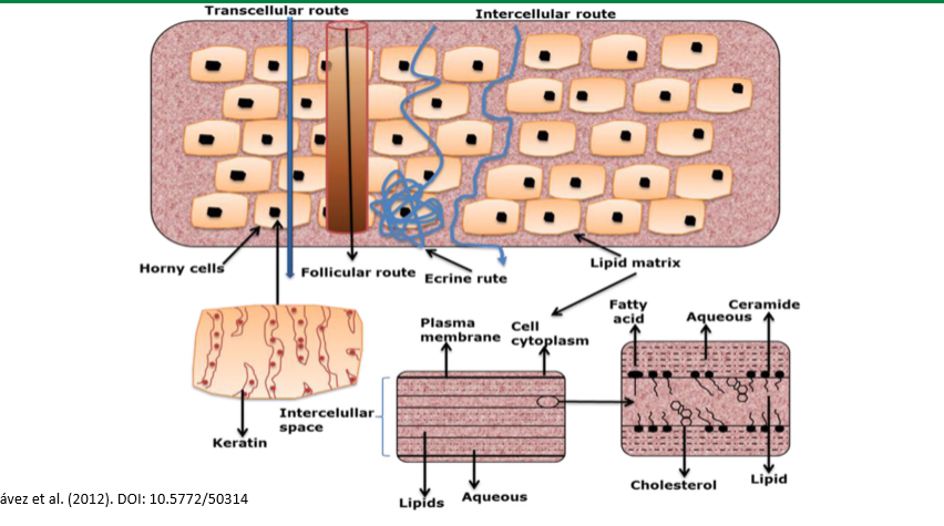 <p>chemical enhancers, skin ablation etc to increase uptake</p>