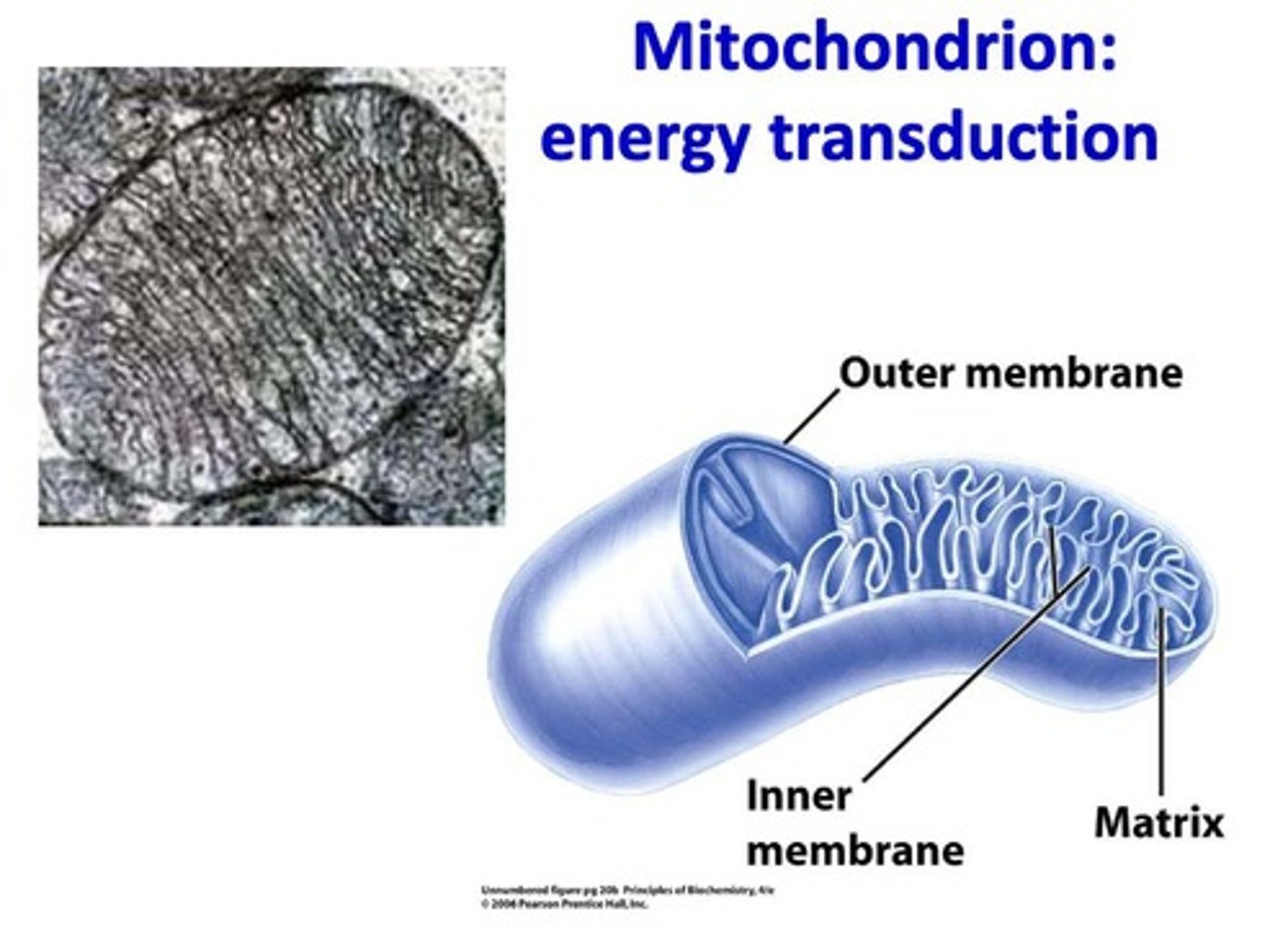 <p>Smooth and relatively permeable.</p>