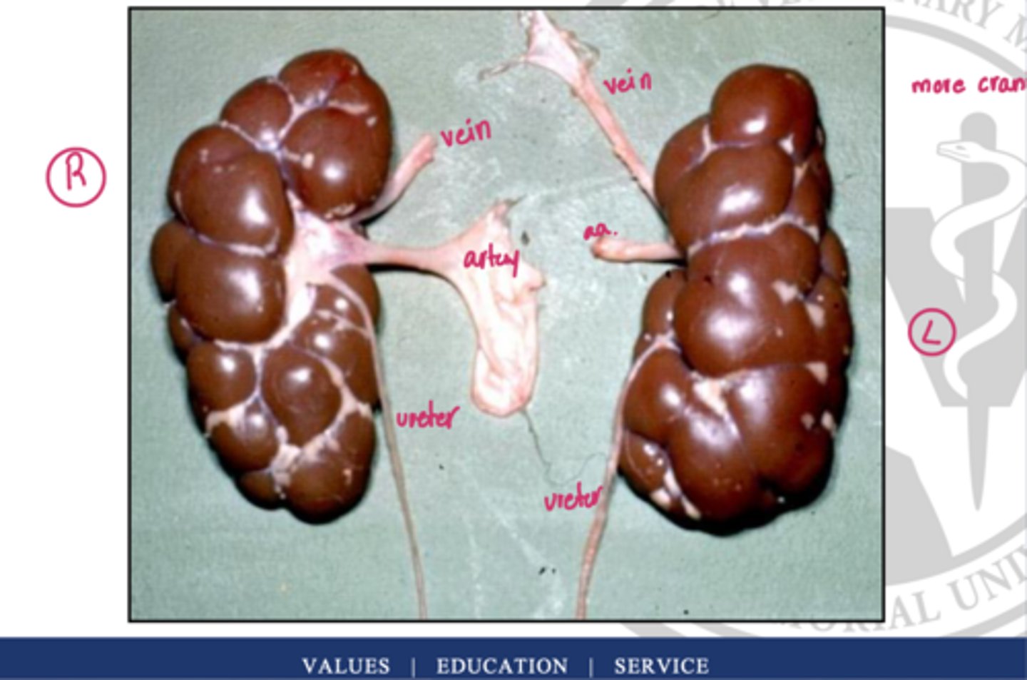 <p>review this image of the bovine kidneys</p>