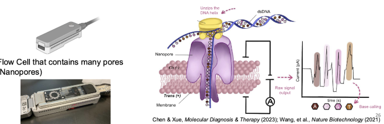 <ul><li><p>An adaptor is added to the DNA strands to allow them to get anchored to the nanopores</p></li><li><p> As nucleotides pass through the nanopore, a characteristic current change is measured, each nucleotide has a different size and shape </p></li><li><p>Nanopore sequencing allows for more nucleotides to be sequenced more quickly and accurately and requires less sample</p></li></ul><p></p>