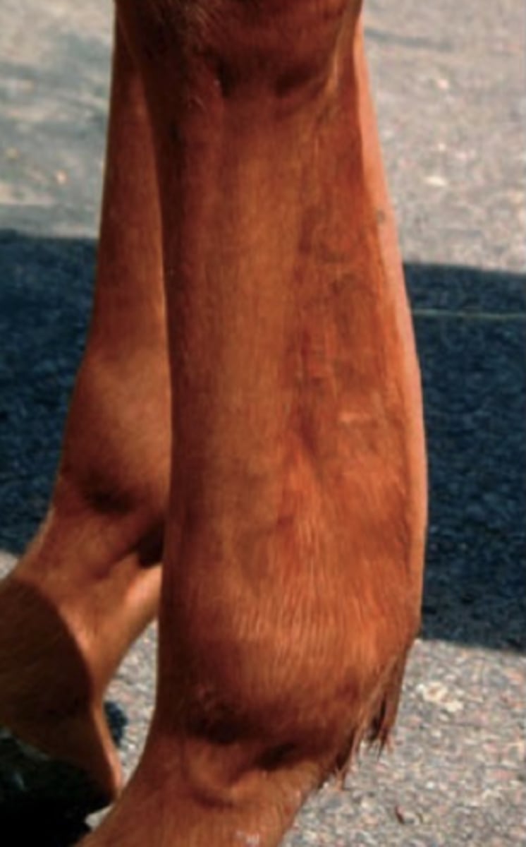 <p>Du undersøger en hest, der er halt på venstre forben og har en karakteristisk hævelse palmart i piberegionen (se billede). En præcis diagnose kræver yderligere undersøgelser, men hvilken tilstand er den mest sandsynlige baseret på denne hævelse ?</p><p>- Desmitis i gaffelbåndet</p><p>- Desmitis i støttebåndet til den dybe bøjesene</p><p>- Tendinitis I den dybe bøjesene</p><p>- Tendinitis I den overfladiske bøjesene</p>