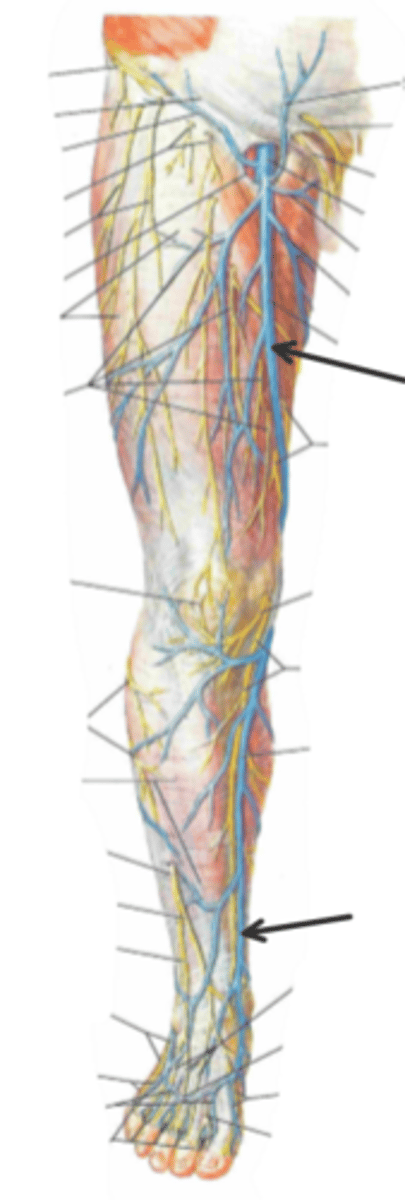 <p>identify the structure(s) indicated by the arrow</p>