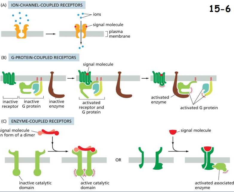 <p>(A) ION-CHANNEL COUPLED RECEPTORS:<br>Neurotransmitter-gated ion channel between nerve cells and target muscle cells.</p><p>(B) GPCRs<br>The receptor recruits G-protein and indirectly regulates plasma membrane-bound enzyme or an ion channel.</p><p>(C) Enzyme-Coupled Receptors (RTKs)<br>The receptors have either intrinsic enzyme activity or act through associated enzymes. </p>