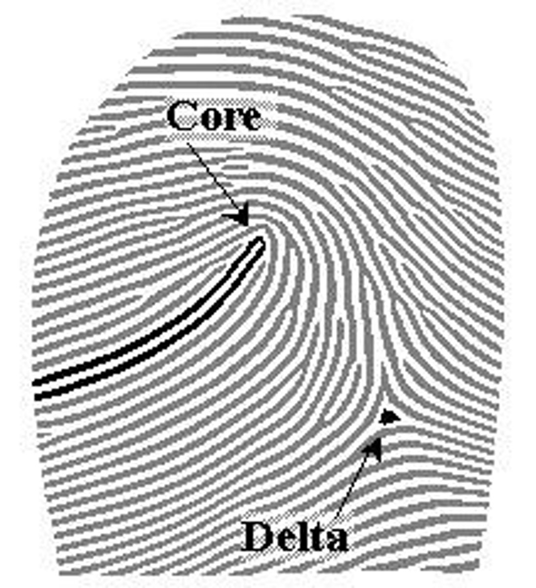 <p>Point of divergence in fingerprint ridge patterns.</p>
