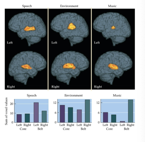 <p><strong>Belt area is more lateralized than the core!</strong></p><p>In speech, the left belt is more active.</p><p>In music, the right belt area is more active.</p>