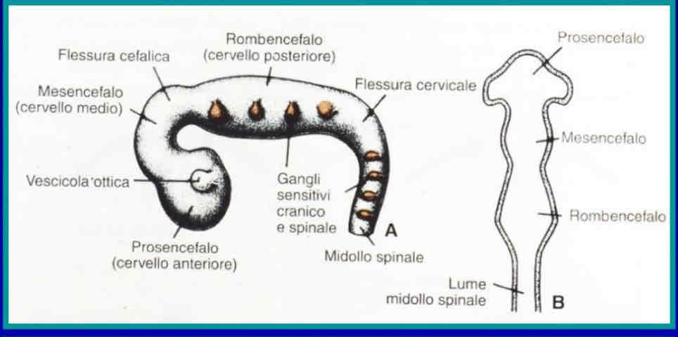 <p>Struttura arcuata che ha una crescita non uniforme, si formano delle vescicole unite da porzioni più ristrette.</p><p>Inizialmente sono 3: prosencefalo, mesencefalo e rombencefalo. In questo stadio il prosencefalo ha lateralmente le vescicole ottiche.</p><p>Poi il prosencefalo forma lateralmente il telencefalo (o  vescicole telencefaliche) e in mezzo rimane il diencefalo (con le vescicole ottiche). Il rombencefalo si spartisce in metencefalo e mielencefalo.</p>