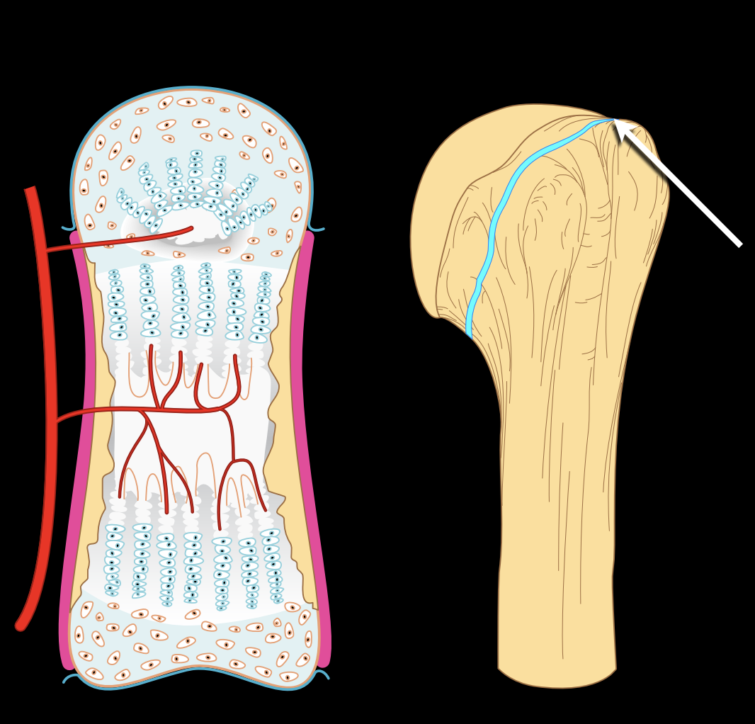 <p>What type of joint and subtype</p>