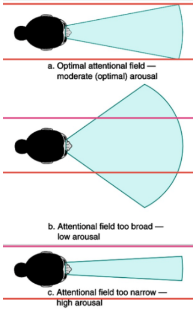 <p>narrowed attention</p>