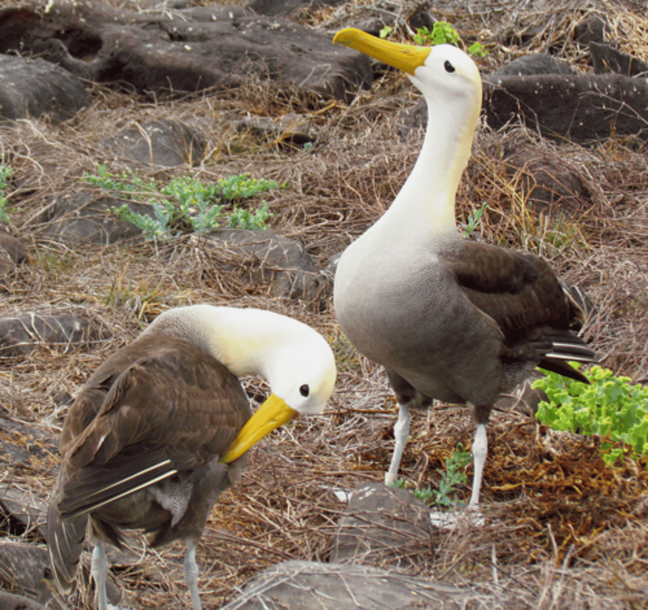 <p>Waved Albatross </p>