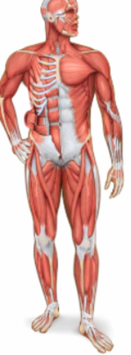 <p>Name the body system & its included organs</p>