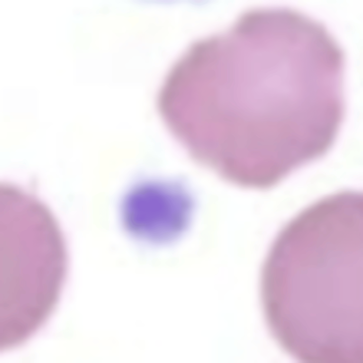 <p>Vary by species; round, oval, or elongated with clear to pale blue cytoplasm, may contain small pink to purple granules</p>