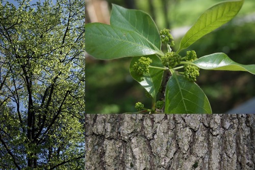 Family: Cornaceae 

Common: swamp tupelo 

Range: Native FL, W to TX, MS delta, Coastal plain.

Habitat: Hydric soils. Wetter sites, swamps. 

Bark: Young bark is smooth, thin, and grey, mature bark is more platy and fissured. Looks a lot like Liquidambar styraciflua.

Persistence: Deciduous 

Leaves: Simple & alternate, elliptic to oblong shape, entire margins, acuminate apex, cuneate base, pinnate venation. Red flagging in the fall.

Flowers: pair of white flowers

Fruits: Bluish-black drupe

Other: Single terminal bud on stems, impressed venation. Swollen base. 90 degree branching.

Uses: wildlife use, bees, peel trees for veneers, harvested above swell

Tol: shade intolerant, low salt, mod fire, high flood, low drought