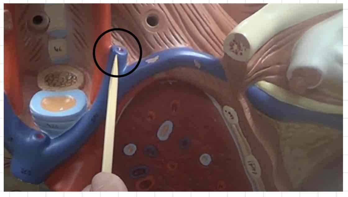 <p>what is this? (torso model)</p>