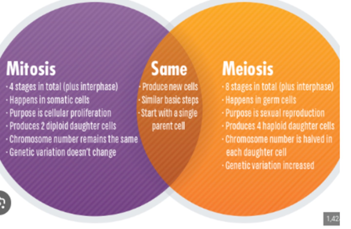 <p>mieosis vs mitosis</p>