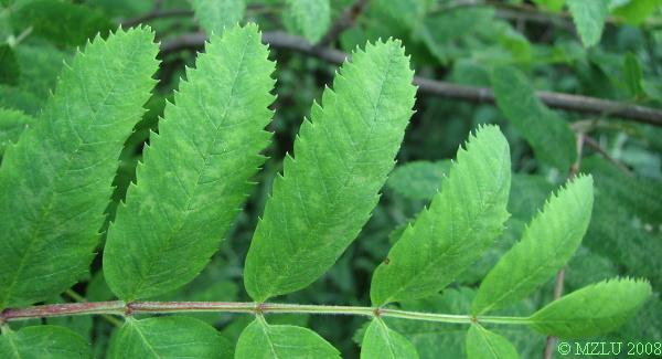 <p>jeřáb ptačí</p>