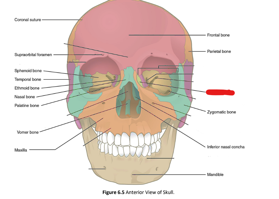 term image
