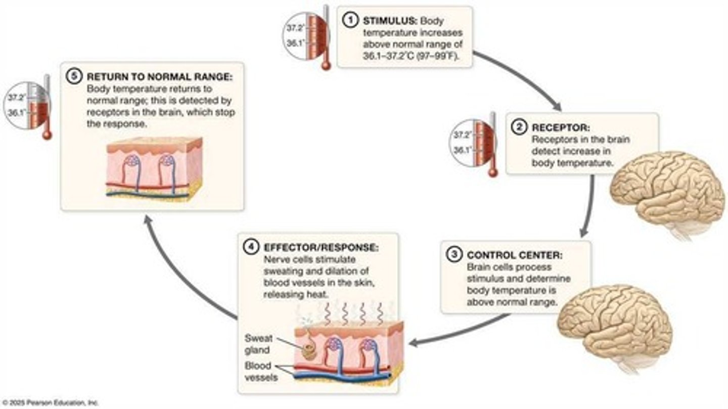 <p>Interaction between cells for coordination.</p>