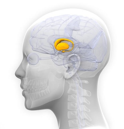 <p>top of brainstem; receives info from all senses except smell; the info goes to cerebellum and medulla</p>