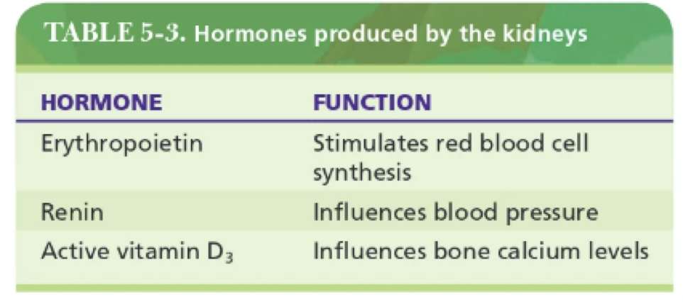<p>Erythropoietin (produces red blood cells), renin (regulates blood pressure), and calcitriol/Active vitamin D3 (increases bone calcium absorption levels).</p>
