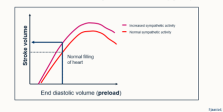 <p>The SNS activation → inotropy of the heart → increased contraction at any given preload</p><ul><li><p>increasing stroke volume</p></li></ul><p></p>