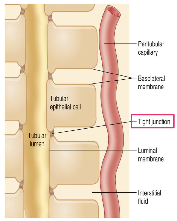 <p>99% of filtrate volume is reabsorbed&nbsp;</p><p>*tight junctions vary by region</p><ol><li><p>diffusion</p><ol><li><p>lipid soluble substances that dont need carriers</p></li></ol></li><li><p>meditated transport</p><ol><li><p>large/charged substances (glucose)</p></li></ol></li></ol><p></p>