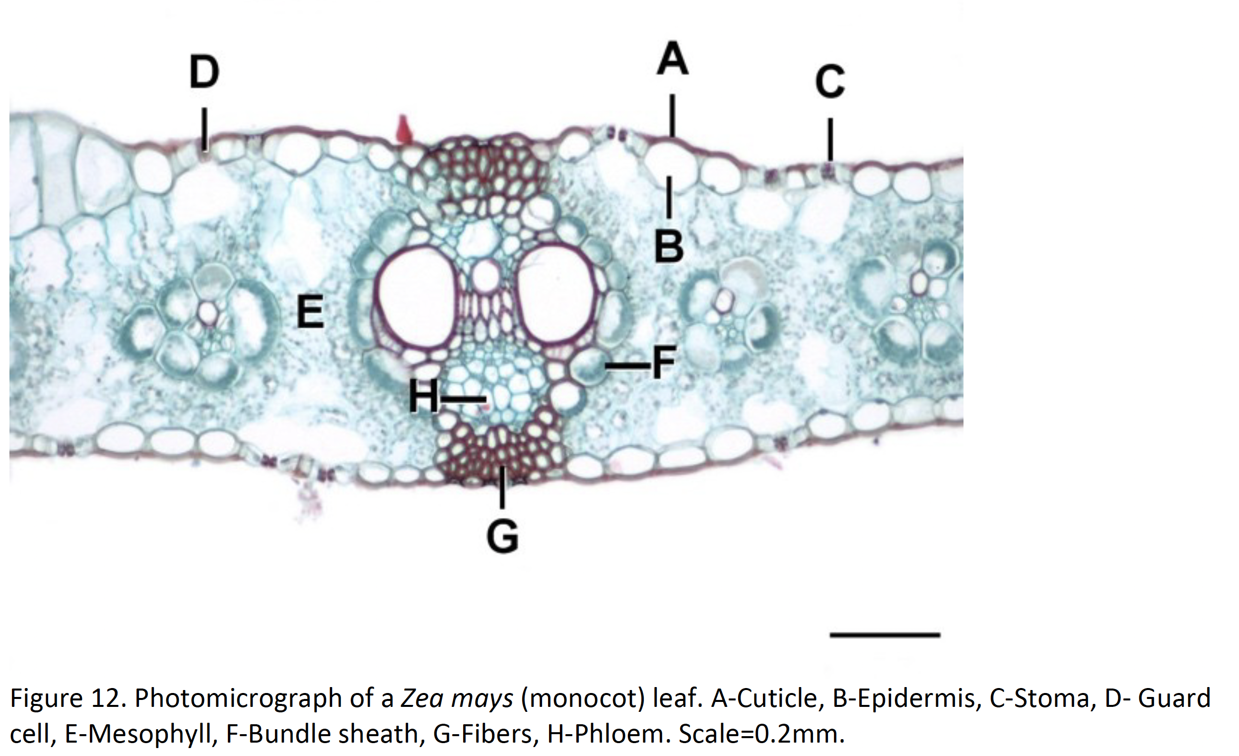 <p>eudicot or monocot</p>