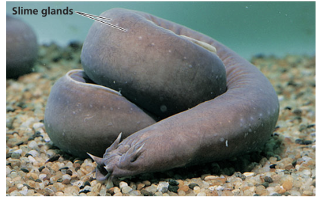 <p><strong>2 GROUPS OF CRANIATES:</strong></p><p><strong>basal invertebrates with cartilage-based skulls,</strong> no jaws, &amp; slime glands for defense;</p><p><strong>retain notochord in adulthood</strong> as a strong, flexible rod of cartilage;</p><p>small brain, eyes, ears, nasal opening;</p>