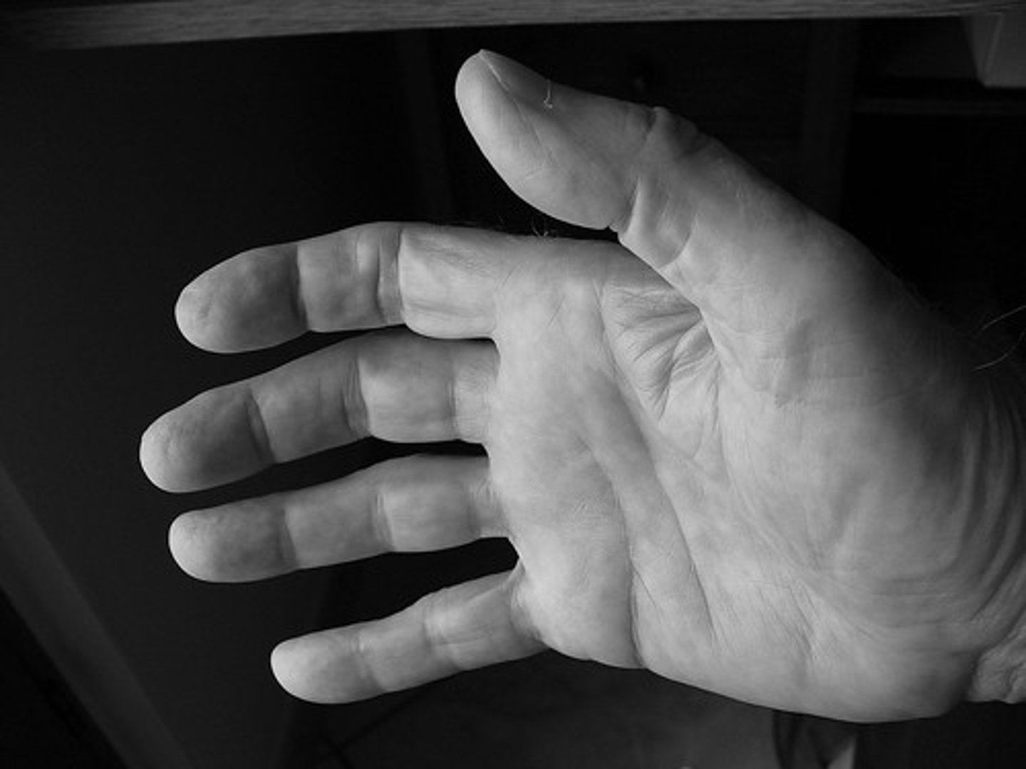 <p>the hand</p>